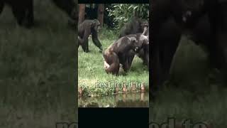 Extremely painful scene as Chimp runaway with Vaginal Prolapse jungle wildlife chimpanzee wild [upl. by Mellar]