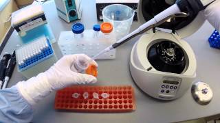 DNA Extraction Protocol  Part 2 [upl. by Annairt40]