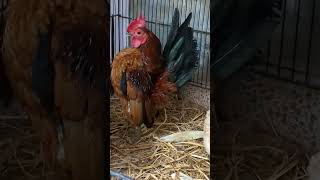 Malaysian Seramachicken bantam rare beautiful yutubeshorts youtubeshorts viralvideo [upl. by Hgielrebma162]