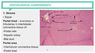 Histology Digestive System Liver Pancreas and Gallbladder [upl. by Arat]