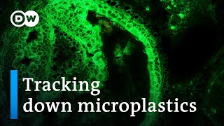 How dangerous are microplastics  DW Documentary [upl. by Nerred897]