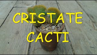 Cristate Cactus 🌵🌵🌵 [upl. by Gardel198]