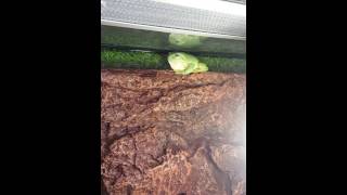 Magnificent Tree Frog Litoria splendida calling and interrupted [upl. by Jayson794]