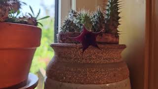 Huernia macrocarpa in bloom June 2024 [upl. by Arehahs]