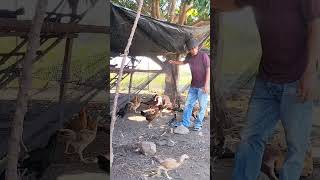 Free Range Chicken chicken freerangechickenfarming farmer poultry shorts [upl. by Hadnama978]