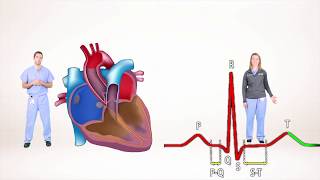 ECG for Beginners Understanding the waves of ECG P wave QRS complex [upl. by Ahsiekan791]