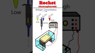 Rocket immunoelectrophoresis RIE Laurell Techniques animation immunology [upl. by Esdras]