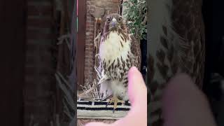 Red tailed hawk plays innocent falconry [upl. by Piper]