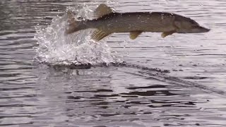 Topwater Pike Action  Manitoba [upl. by Lenssen]