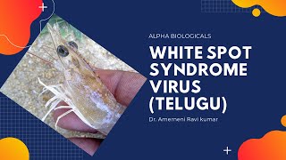 white spot syndrome virus WSSV Telugu [upl. by Lyndy462]