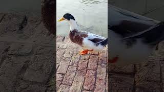 Abacot ranger duck is here💖 Lovelybirdsandanimals4u [upl. by Sivrahc]