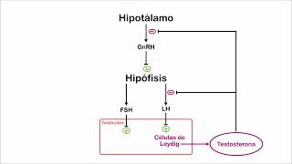 Fisiología Sexual Masculina  Farmacología Sexual Masculina Parte 1 Andrógenos y Antiandrógenos [upl. by Nnanerak]