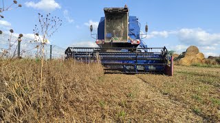 Żniwa groszku ozimego Jak wyglądały zabiegi agrotechniczne zbiór  siew słonecznika na poplon [upl. by Hepzi]