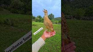 iraniteetar Sound  teetar birdslover partridges birds birds [upl. by Tessy]