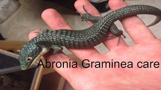 Abronia Graminea care and setups [upl. by Bohlin]