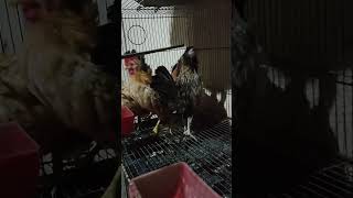 Bantam x serama backyardchickens chicken [upl. by Adnylem]