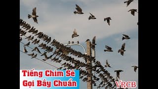 Tiếng chim sẻ gọi bầy chuẩn và cực nhạy gọi là cả đàn bay đến  Vua Rừng Cát Bà [upl. by Grayce]