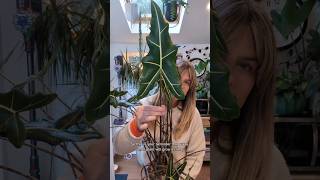 Growing Alocasia from corms  18 month update alocasiasarian alocasia [upl. by Orpah]