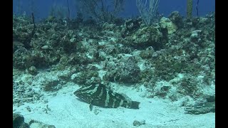 Cayman Brac  Pipers Wall  GROUPER NAP [upl. by Ycart]