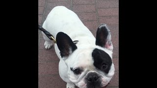 Oscar the French Bulldog in FARXIGA Commercial [upl. by Linoel]