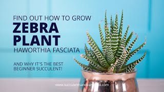 How to take care of Haworthia fasciata quotZebra Plantquot [upl. by Assirt]