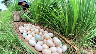 OMG farmers pick a lot of duck eggs under grass on road to field [upl. by Marcia489]