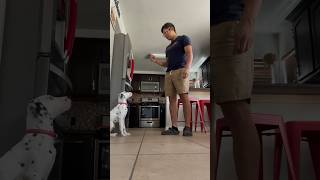 Training A Dalmatian puppy shorts dogtraining dalmatian [upl. by Vahe721]