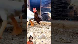 ducks and hens and chicks together 😀😀😀 chicken chickensong hen rooster funny shortvideo [upl. by Magbie]