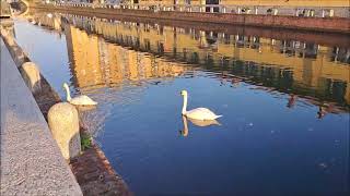 Cigni nel Naviglio Grande 31 ottobre 2024 [upl. by Innaig572]