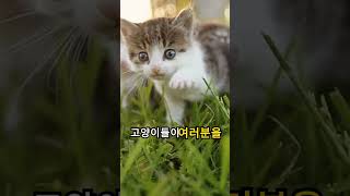 귀여운 고양이 종류 추천귀여운고양이고양이종류고양이추천귀여운고양이종류귀여운고양이추천 [upl. by Nitas]