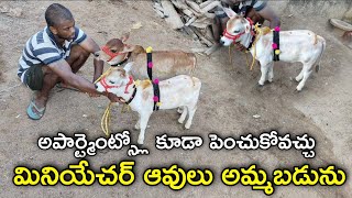 అపార్ట్మెంట్స్లో కూడా పెంచుకోవచ్చు మినియేచర్ ఆవులు అమ్మబడును  Miniature Pungunur Cows [upl. by Brawner511]