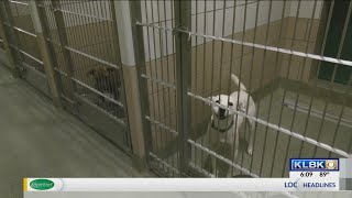 Lubbock experts discuss how Kennel Cough spreads fast in dogs [upl. by Sokin]