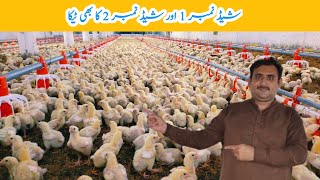 Control Shed No 1amp2 Chicks Ko Vaccine Injection  broiler chicken poultry farming  Amin Hamid Dar [upl. by Nickolai970]