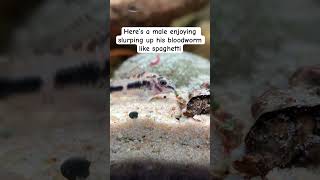 The adorable Corydoras habrosus face will forever be a favourite of mine aquarium [upl. by Halehs]