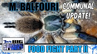 M Balfouri Communal Update 2021  FOOD FIGHT II [upl. by Ettelrahc]