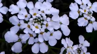 सर्दियों ⛄के सुंदर Candytuft💐के फूलBest winter flower plantsbest flowers plants [upl. by Rojas767]