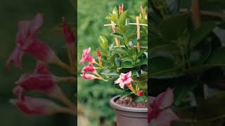 Mandevilla plant care Combo offer 3 colours Mandevilla plant propagation Oru Tech Yathra [upl. by Embry]