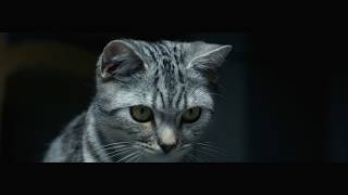 WHISKAS NZ  Feed their curiosity Brush TV ad [upl. by Malo]