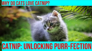 Catnip Unlocking the Mystery of Why Cats Love It [upl. by Llien]