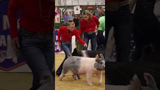 Karis and Ice Man in Hog showmanship at The Exposition showpigs livestock [upl. by Tallbott]