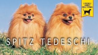 SPITZ TEDESCO trailer documenario Pomerania [upl. by Gnoht283]