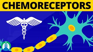 Chemoreceptors Medical Definition  Physiology of Breathing [upl. by Ocko]