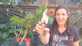 Aeonium Succulent Propagation  How To Propagate from Cuttings [upl. by Petronilla]