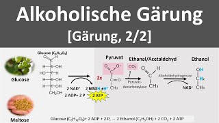 Alkoholische Gärung Gärung anaerobe Stoffwechselprozesse 22  Biologie Oberstufe [upl. by Norbert467]