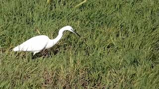 Garceta comuÌn Egretta garzetta [upl. by Hanselka]