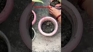 Reporting of chrysanthemum garden plantrepotting shorts [upl. by Buskus]