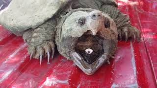 Alligator Snapping Turtle Macrochelys temminckii [upl. by Arinayed]