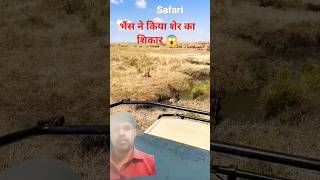 Bhains ne kiya Sher ka shikar wildlife safari animals youtube shorts trending [upl. by Aihcats]