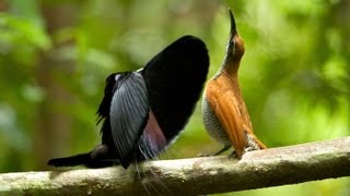 Magnificent Riflebird [upl. by Dnarud711]