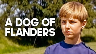 A Dog of Flanders  Emotional Family Film [upl. by Blandina]